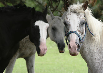 Image showing Three Horses