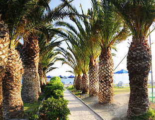 Image showing Palm path to beach