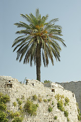 Image showing Palm on stone wall