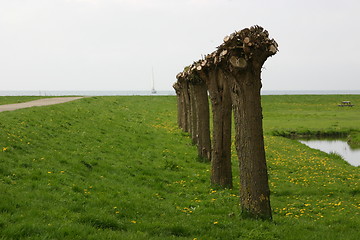 Image showing Willows