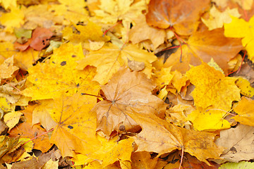 Image showing Autumn leaves background