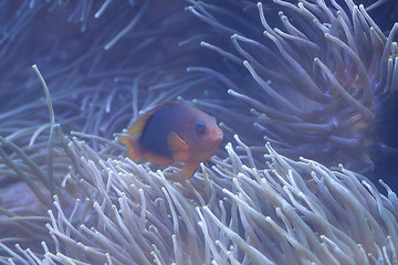 Image showing Fish in aquarium