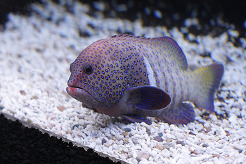 Image showing Spotty fish