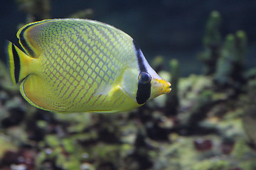 Image showing Yellow fish