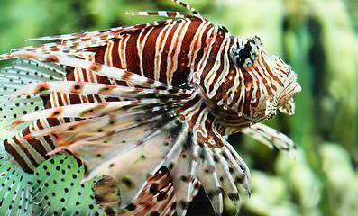 Image showing Aquarium fish