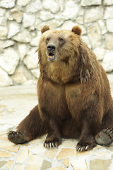 Image showing Growling bear