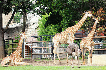 Image showing Three giraffes and ostrich