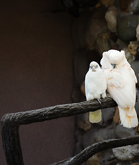 Image showing Two white parrots