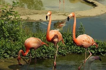 Image showing Three flamingos