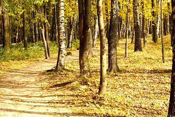 Image showing Curved path in autumn forest