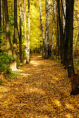 Image showing Golden autumn path