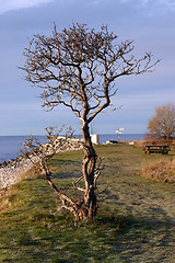 Image showing tree at sea