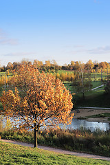 Image showing Tree with yellow leaves