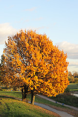 Image showing Golden tree