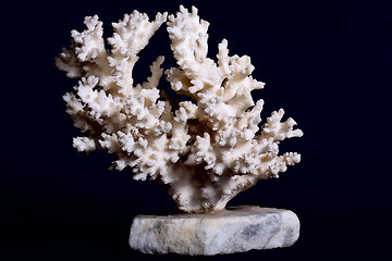 Image showing White coral 