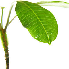 Image showing Green leave