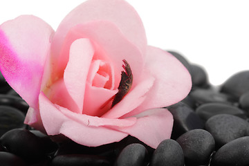 Image showing Rose on a black stones