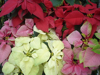 Image showing Petunia Flowers