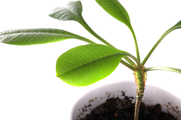 Image showing Green indoor plant