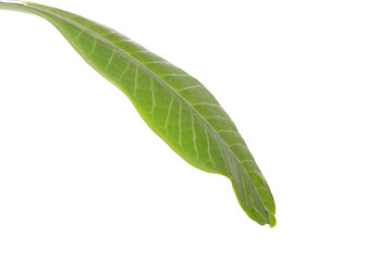 Image showing Leaf