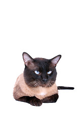 Image showing Siamese cat 