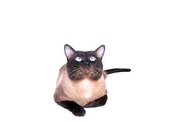 Image showing Siamese cat 