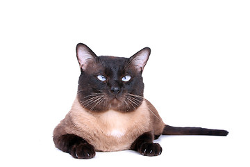 Image showing Siamese cat 