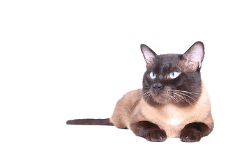 Image showing Siamese cat 