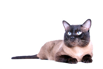 Image showing Siamese cat 