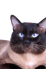 Image showing Siamese cat 