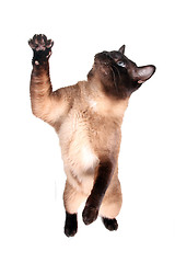 Image showing Siamese cat 