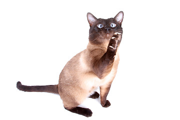 Image showing Siamese cat 