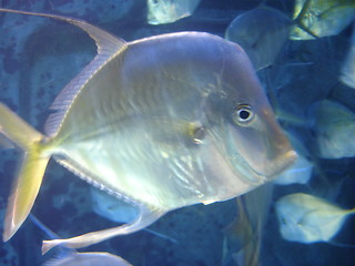 Image showing Yellow Fish