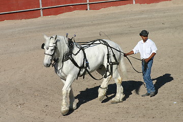 Image showing Heavy horse