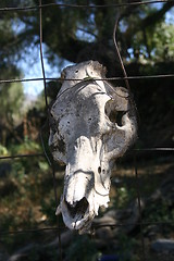 Image showing Animal skull