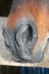 Image showing Horse muzzle