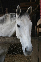 Image showing Portrait of grey horse