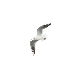 Image showing Seagull