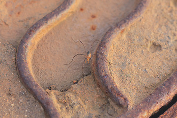 Image showing Small spider