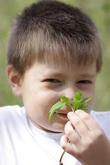 Image showing Boy smelling leaves