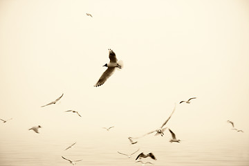 Image showing Seagull over haze sea