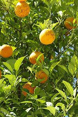 Image showing Tangerines on a tree