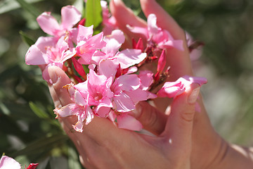 Image showing Pink flowers