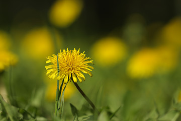 Image showing Dandelion