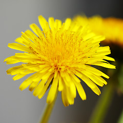 Image showing Dandelion bud