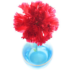 Image showing Red carnation in blue vase