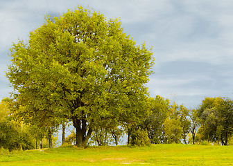 Image showing Golden autumn