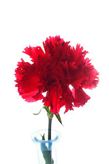 Image showing Carnation flower