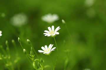 Image showing White wildflowers
