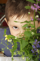 Image showing Gaze behind flowers